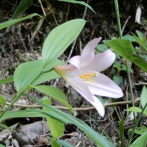 220522 山野草のエキ (27)