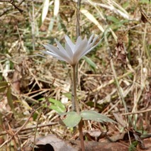 220325 山野草のエキ (137)