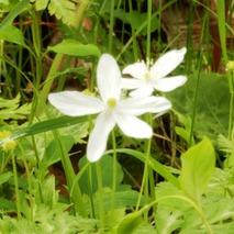 m230418 (19)山野草のエキ