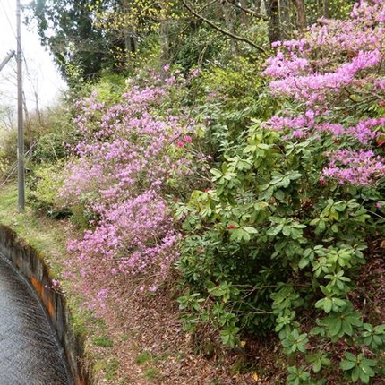 y230418 (1)山野草のエキ