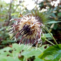 211020 山野草のエキ (42)