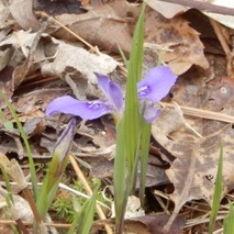 c230418 (31)山野草のエキ