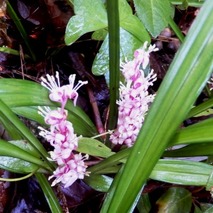 211020 山野草のエキ (12)