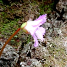 220328 山野草のエキ (62)