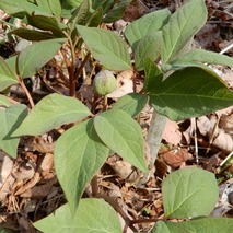 220407 山野草のエキ (39)