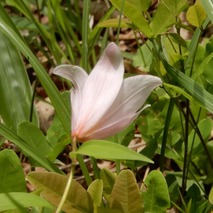 220519 山野草のエキ (72)