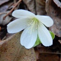 220404 山野草のエキ (125)