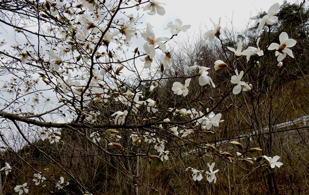 タムシバが雪降るごとき 定年生活
