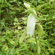 220618 山野草のエキ (36)