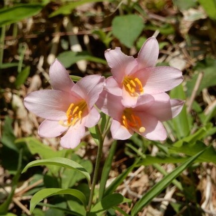 220522 山野草のエキ (42)