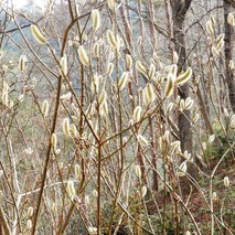 220325 山野草のエキ (65)