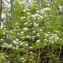 220505 山野草のエキ (61)