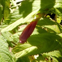 アシタカジャコウソウ221013 山野草のエキ (101)