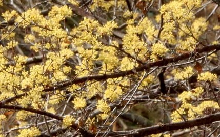 220325 山野草のエキ (1)-1-4