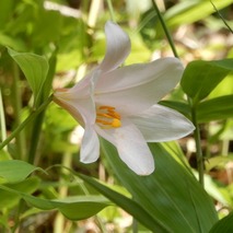 220522 山野草のエキ (38)