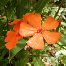 220804 山野草のエキ (49)