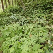 山野草のエキ (58)
