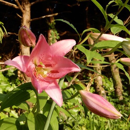 庭の花 オリエンタルユリ他 定年生活