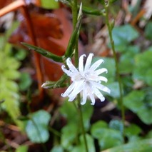211020 山野草のエキ (32)