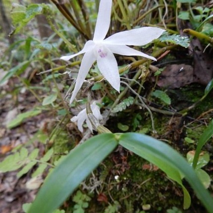 山野草 山の妖精 定年生活