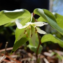 220422 山野草のエキ (46)