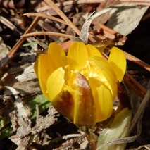 220303 山野草のエキ (30)