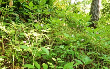 220522 山野草のエキ (9)