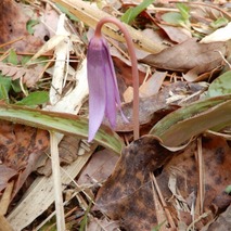 220325 山野草のエキ (58)