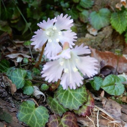 220404 山野草のエキ (130)