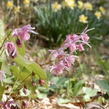 220407 山野草のエキ (42)