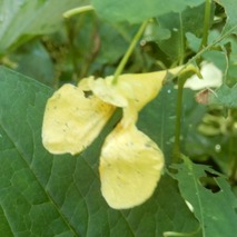 220804 山野草のエキ (47)