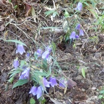 イワシャジン221013 山野草のエキ (27)