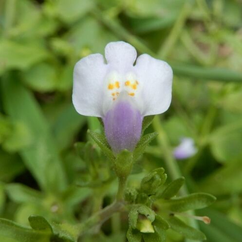 庭の花 ヤマノイモ センリョウの実 トキワハゼ 定年生活