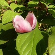 220522 山野草のエキ (13)