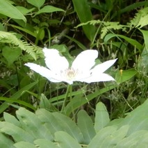 220618 山野草のエキ (110)