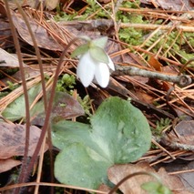 220325 山野草のエキ (16)