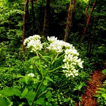 山野草のエキ (51)