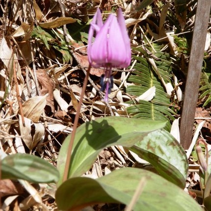 220407 山野草のエキ (64)