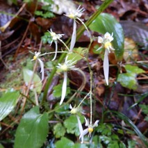 211020 山野草のエキ (7)