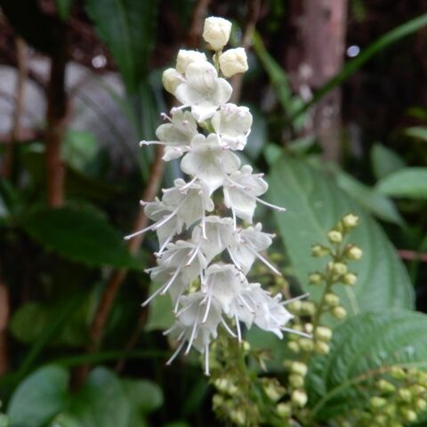 庭の花 シモバシラ咲く ギボウシの最後 柿の実 ミズヒキ 定年生活