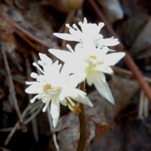 220303 山野草のエキ (43)