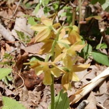 220428 山野草のエキ (107)