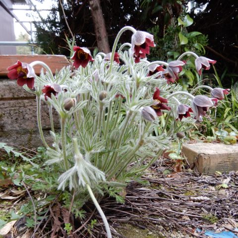 庭の花 オキナグサの風による繁殖 定年生活 庭の花 オキナグサの風による繁殖 定年生活