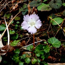 220328 山野草のエキ (64)