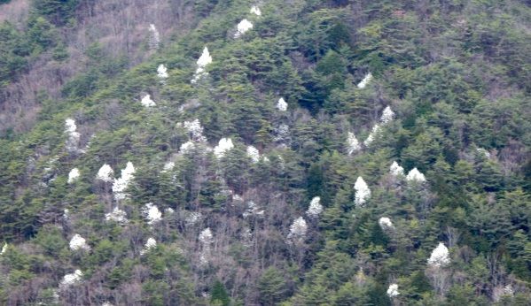 タムシバが雪降るごとき 定年生活