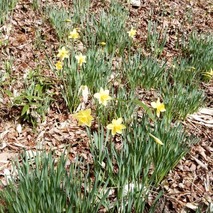 220325 山野草のエキ (97)