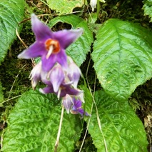 220618 山野草のエキ (105)