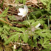 220407 山野草のエキ (51)
