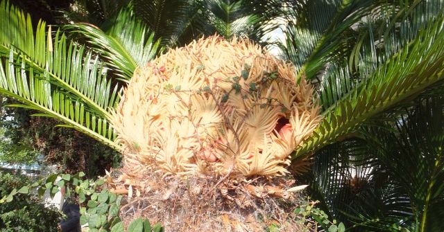 蘇鉄 雄花 雌花 実 定年生活