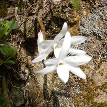 220618 山野草のエキ (107)